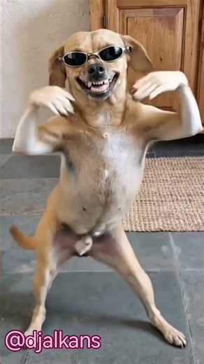 Funky Dog Dog! 😹😂 #funnyanimals