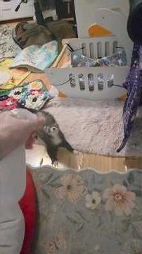 Cheep Couldn't Handle The Happy