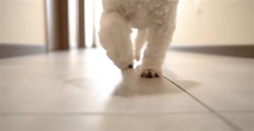 Pawsguard gate only at thevitalpaw.store #ai #fyp #fypシ #tiktokmademebuyit #amazonfinds