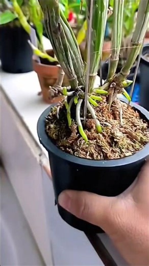 Great Simple Tutorial! learning repotting dendrobium densiflorum plants #short🌵🍀🌱