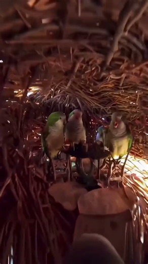 Inside scene of parrot home #wildlife #parrot #birds #home