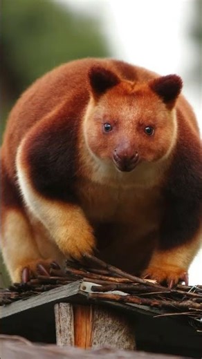Você vai se Surpreender com este Animal.