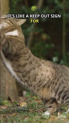 🐯 Why Tigers Scratch Trees! #tiger #animals #didyouknow #facts #shortvideo