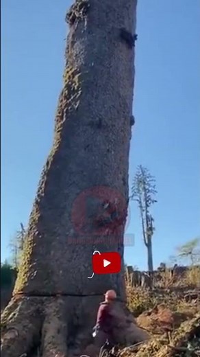 Cutting Down a Giant Tree with a Chainsaw in the Forest #chainsaw #treefelling
