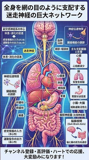 090 全身を網の目のように支配する迷走神経の巨大ネットワーク #迷走神経 #自律神経 #副交感神経 #解剖学 #脳腸相関 #健康雑学
