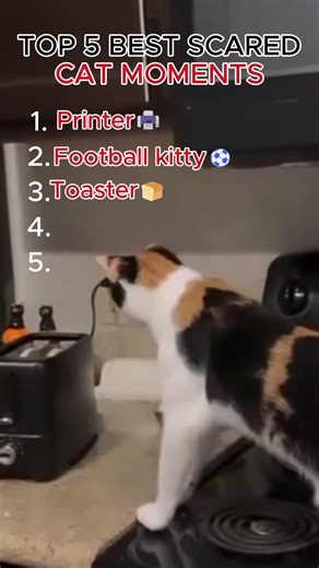 Top 5 Scared Cats 😱 These Reactions Are TOO Funny! #shorts #cats #funnycats #trending