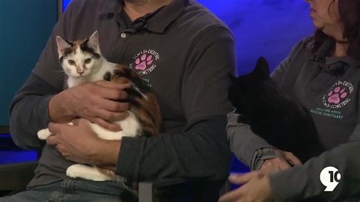 Adopt A Pet: Calico kitten named Jade