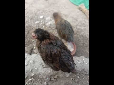 Hen Illness Symptoms & What to Do 🐔⚠️ | Backyard Chicken Health Tips