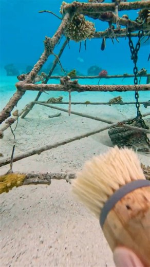 We’re Helping SAVE Rarotonga’s Coral Reefs 🪸🇨🇰