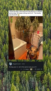 You found it buddy 😂 #flashframe #viral #shortmemes #memes #funny #shorts #shortsfeed