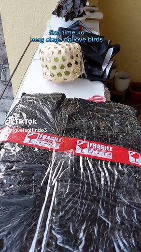 Beginner's Guide: Lovebird Breeding Tips for White Lovebirds