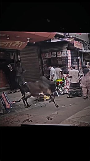 This Bangladeshi Cow Went Crazy...🇧🇩💀 #bangladesh #crazy #cow #trending #viral #chaos #fyp