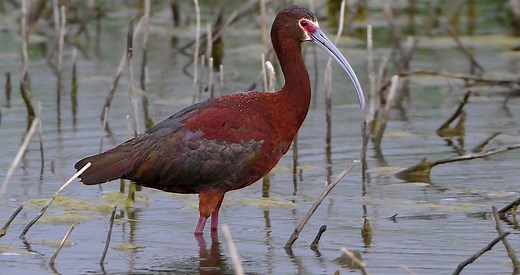 White-faced Ibis Identification, All About Birds, Cornell Lab of Ornithology