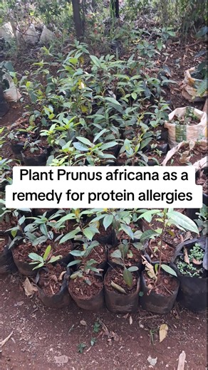 The Importance of Prunus Africana in Kenya