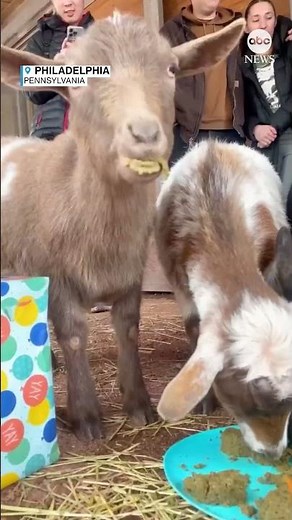 First birthday celebration for dwarf goats