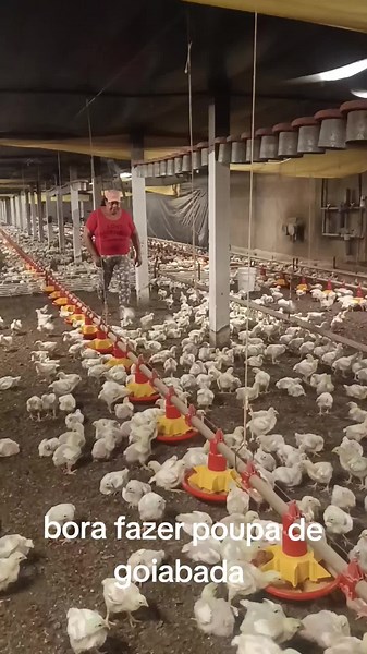 #avicultura