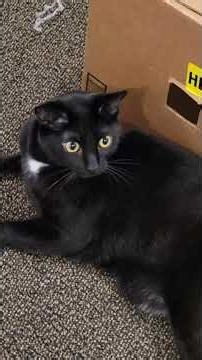 Cat routine and cat habits #asmr #cats #spoiledcat #cathabits #catroutine #catfamily #catlife #catty