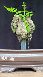 1.4M views · 14K reactions | ️a floating rock island panorama, complete with a waterfall cascading from the suspended stone #bonsai #bonsaiindonesia #bonsaitree #penjing #HolidaySeason #fblifestyle | Ara Jaber Bonsai | Facebook