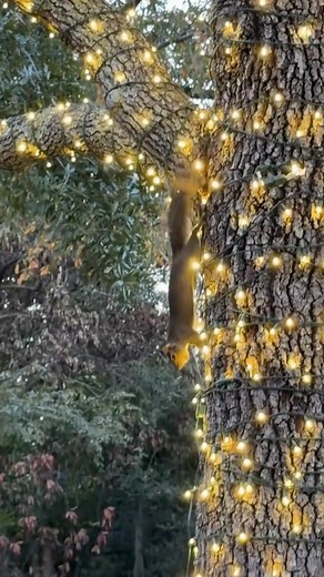 36 shares | The squirrels have officially declared it Christmas time...✨ Caught these little cuties turning the oak tree into their own twinkling wonderland!朗 Lights, acorns, and a whole lot of holiday magic. 懶 | My 3 Squirrels, CSN | Facebook