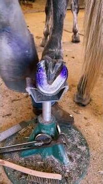 Trimming a Hind Hoof on a 7 Yr. Old Gelding