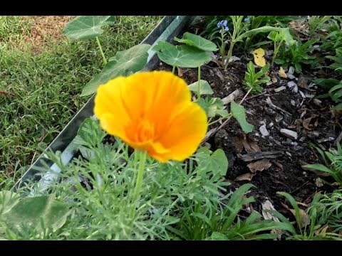 How To Grow And Care For California Poppy, how to start them from seed #gardeninginmyyard