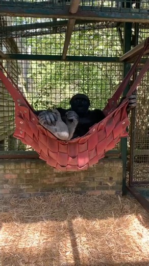 ARE GORILLAS SERIOUS? #curiosities #animals #wildlife