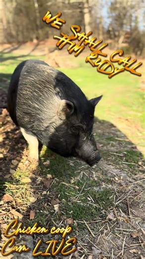 Soggy Bottom Homestead. Rudy the pot belly pig.