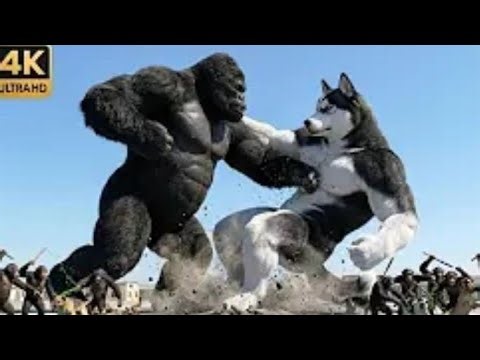 KING KONG vs GIANT HUSKY | The Ultimate Battle Against Giant Dogs