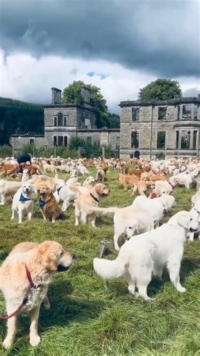 208K views · 4.4K reactions | My dream come true | Dogs: The Woof Works | Facebook