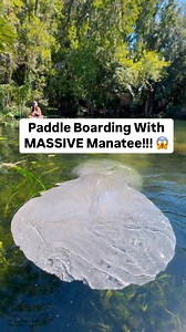 1.1M views · 7.1K reactions | Paddle Boarding With MASSIVE Manatee!!!  | Corbin Maxey | Facebook