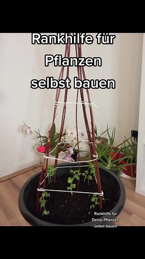 Rankhilfe für Pflanzen selbst bauen #RankhilfefürPflanzenselbstbauen #Rankhilfe #pflanzenanzucht #Garten #Pflanzen #pflanzentiktok #pflanzenliebe #diy