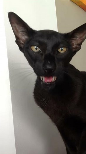 Cat hiss