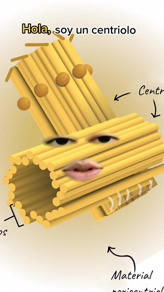 Entendiendo el Centriolo: Funciones y Estructura