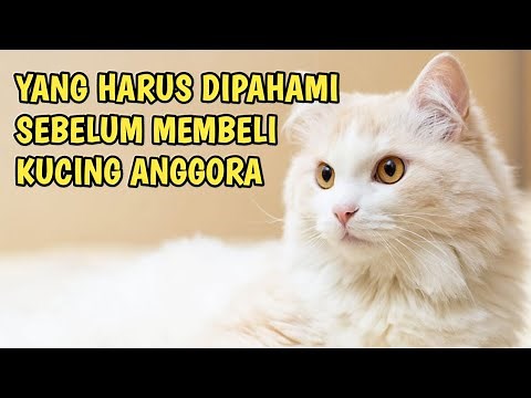 Types of Angora Cats that We Often Meet and Must Understand Their Characteristics