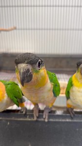Current crop of Split Blue Black Headed Caiques .. not far from weaning at #grampiansfeathersnthings | Grampians 'Feathers n Things'