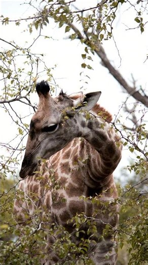 Gentle Giant: Giraffe