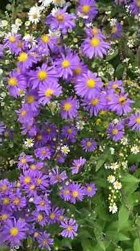 Instead of Mums, Try These Native ASTERS! #symphyotrichum