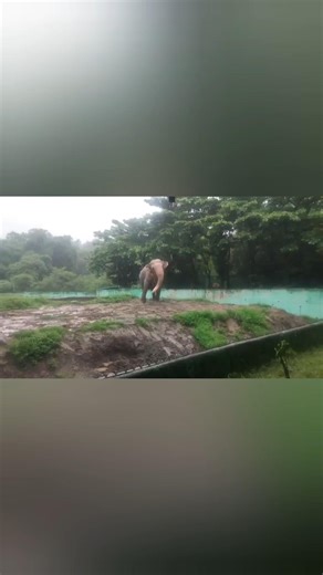 #indorezoo #elephant #Hathiisvibing #ytshorts