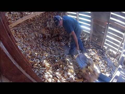 1486 is back in action Grinding ear corn into cattle feed with the New Holland 354