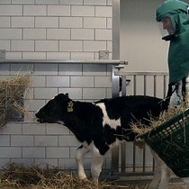 Video: The Bovine Lung in Biomedical Research: Visually Guided Bronchoscopy, Intrabronchial Inoculation and In Vivo Sampling Techniques