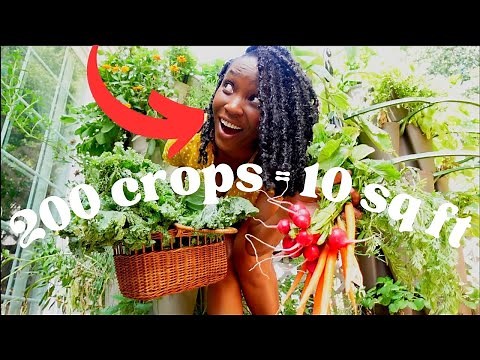 SHE Grows POUNDS of Food on a Deck, EVERY WEEK! Summer Garden Harvest