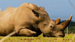 36K views · 190 reactions | The world's last male northern white rhino died in March, when the species was declared 'functionally extinct'. Now scientists are hoping to experiment with IVF techniques that may be used on the only two female northern white rhinos left. Read more: https://on.ft.com/2zddL9h | Financial Times | Facebook