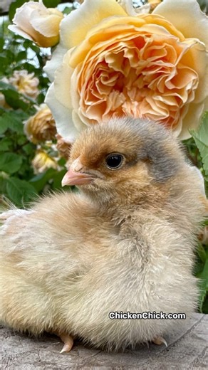 Keep it Simple. 🐥 🐥 🐥 #backyardchickens #petchickens #chickens #chickenkeeping #chickenyard | The Chicken Chick