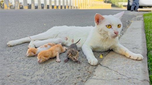 131K views · 6.7K reactions | Left at a Restaurant, 7 Tiny Lives Were Waiting… | Pet Cute | Facebook