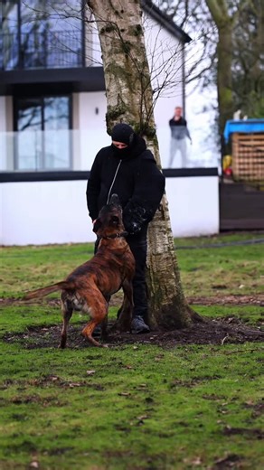 Kieran Harrison on Instagram: "Showcasing one of our elite Personal Protection Dogs ‘Zeus’…..in the zone here, doing what he is highly-trained to do for his owner, family and home. Zeus was sourced by myself as an 8-week old Dutch Herder pup and enrolled onto our Personal Protection Training Program where he began daily bonding, training and exercise. Now fully trained to an elite level, he is the best, most loyal and loving family member to his owner and family. Fiercely protective, well balanc