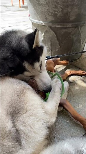 Doberman bites Husky’s balls! #dog #bites #balls #pet