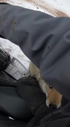 Watch this adorable wolf pup take the slide of a lifetime and land right where he never expected! #wolfpup #wildlife #adorable | Animal Wonders