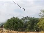 Snake expertly jumps from the roof before slithering away