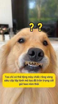 Đi làm lại bộ nhá cho cún iu #thucung #goldenretreivers #chó #dongvat