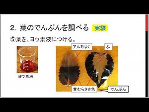 光合成。ふ入りの葉を使った定番実験をします。